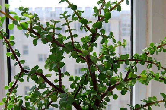 金枝玉叶冬季能修剪吗