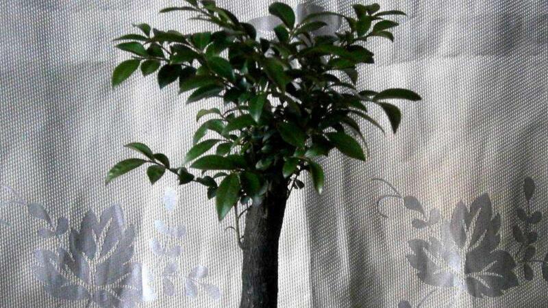 小叶紫檀盆景掉叶子要如何办