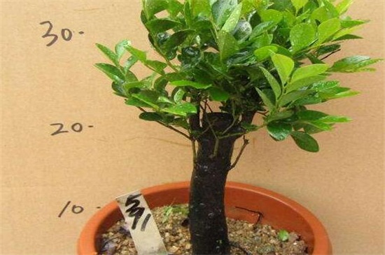 小叶紫檀盆景掉叶子要如何办