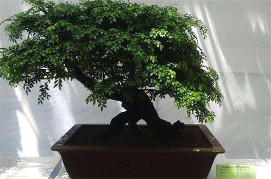 小叶紫檀如何施肥