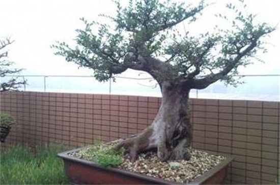 小叶紫檀如何施肥