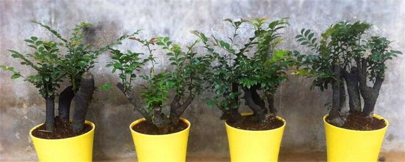 小叶紫檀盆景的养护办法和留意事项
