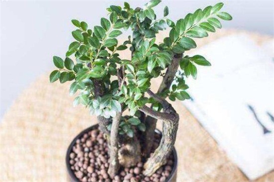小叶紫檀盆景的养护办法和留意事项