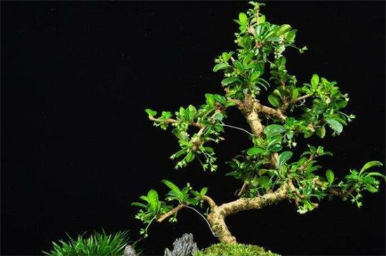 小叶紫檀盆景的养护办法和留意事项