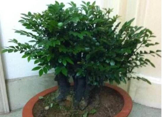 小叶紫檀如何过冬，尽量温暖/勤浇水/多晒太阳