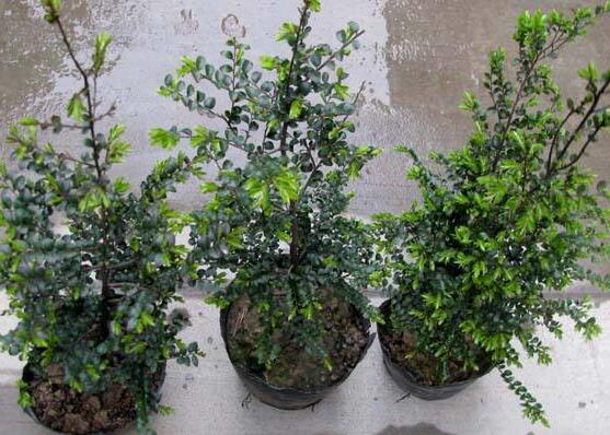 小叶紫檀如何过冬，尽量温暖/勤浇水/多晒太阳