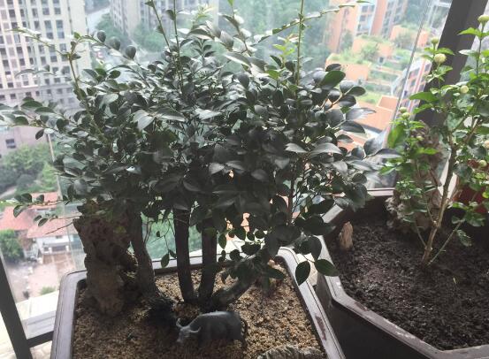 小叶紫檀如何过冬，尽量温暖/勤浇水/多晒太阳