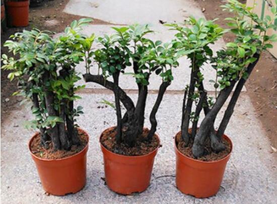 小叶紫檀如何过冬，尽量温暖/勤浇水/多晒太阳