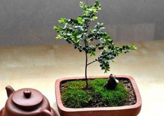 小叶紫檀如何过冬，尽量温暖/勤浇水/多晒太阳