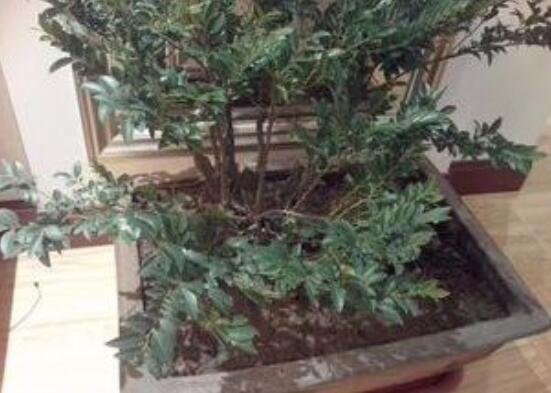 小叶紫檀如何过冬，尽量温暖/勤浇水/多晒太阳