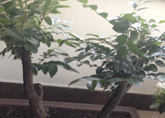 小叶紫檀如何过冬，尽量温暖/勤浇水/多晒太阳