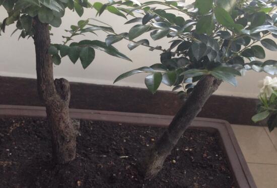 小叶紫檀盆景如何养,小叶紫檀的养护技巧与繁殖办法