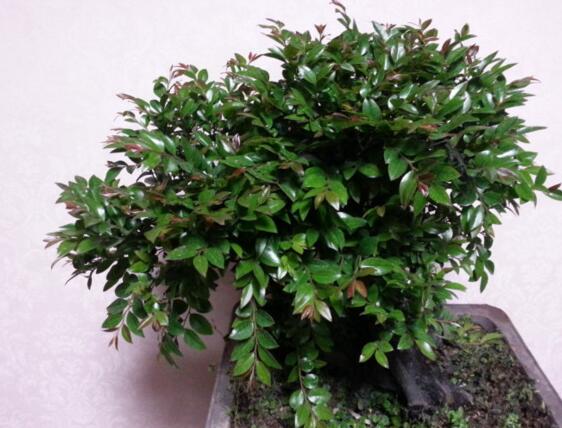 小叶紫檀盆景如何养,小叶紫檀的养护技巧与繁殖办法