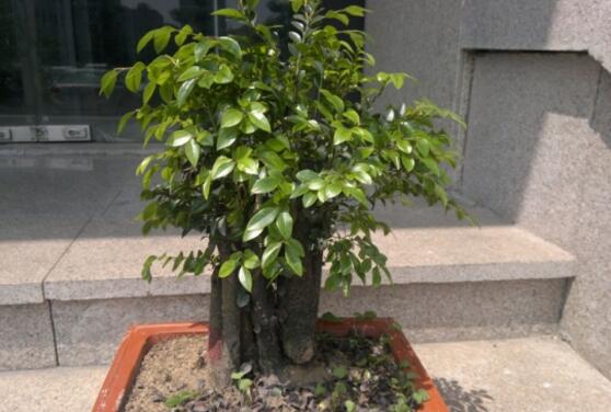 小叶紫檀盆景如何养,小叶紫檀的养护技巧与繁殖办法