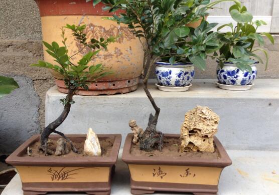 小叶紫檀盆景如何养,小叶紫檀的养护技巧与繁殖办法