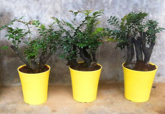 小叶紫檀盆景如何养,小叶紫檀的养护技巧与繁殖办法