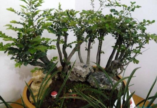 小叶紫檀盆景如何养,小叶紫檀的养护技巧与繁殖办法