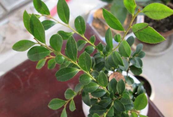 小叶紫檀盆景如何养,小叶紫檀的养护技巧与繁殖办法