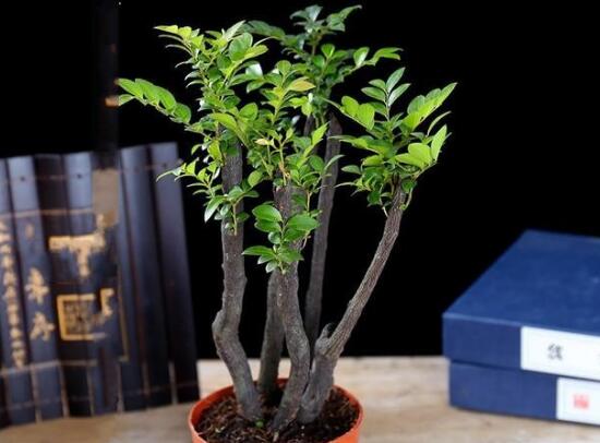 小叶紫檀盆景如何养,小叶紫檀的养护技巧与繁殖办法