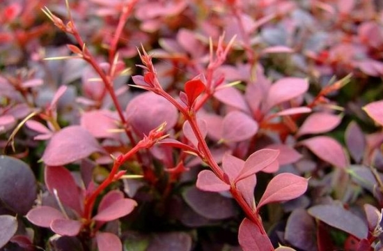 红叶小檗的养殖办法：喜凉爽、湿润的环境