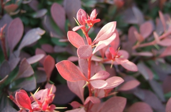 红叶小檗的养殖办法：喜凉爽、湿润的环境