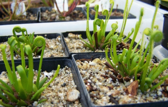 丝叶茅膏菜：食虫植物，是较特别的大型茅膏菜种类