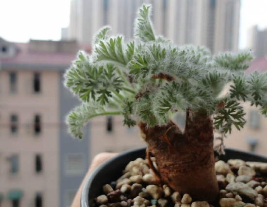 羽叶洋葵的养殖办法：喜全日照、排水性良好的沙质土壤