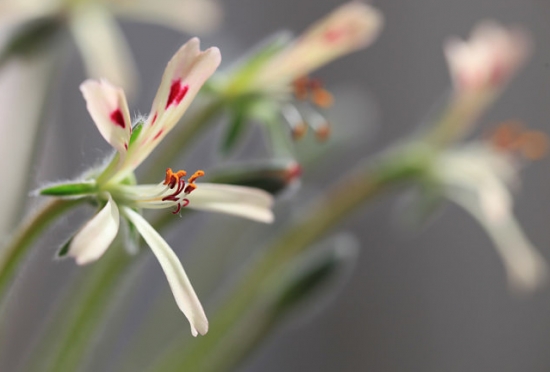 羽叶洋葵的养殖办法：喜全日照、排水性良好的沙质土壤