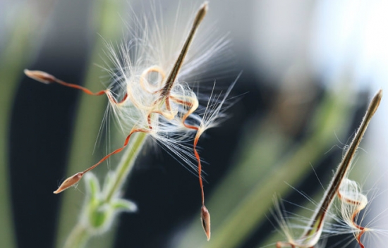 羽叶洋葵的养殖办法：喜全日照、排水性良好的沙质土壤