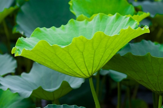 荷叶茶如何做，4个步骤教你制作