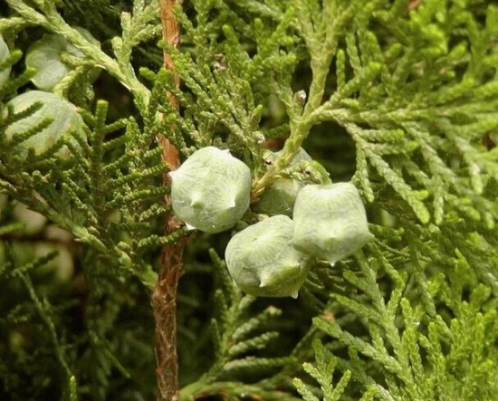 侧柏叶的功效与作用：多服久服引食欲减退