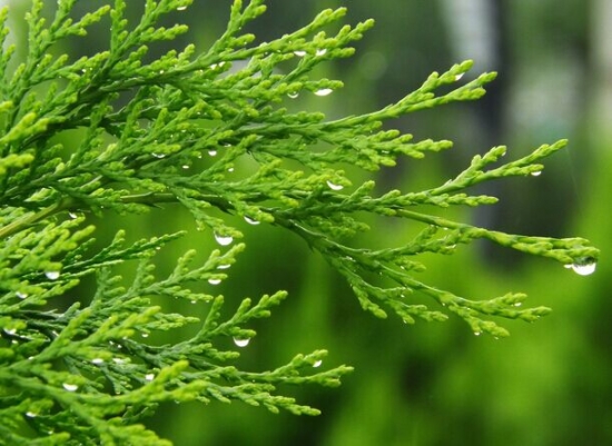 侧柏叶的功效与作用：多服久服引食欲减退