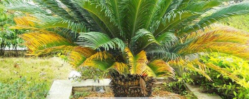 铁树叶子发黄如何办