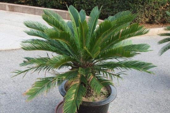 铁树叶子发黄如何办