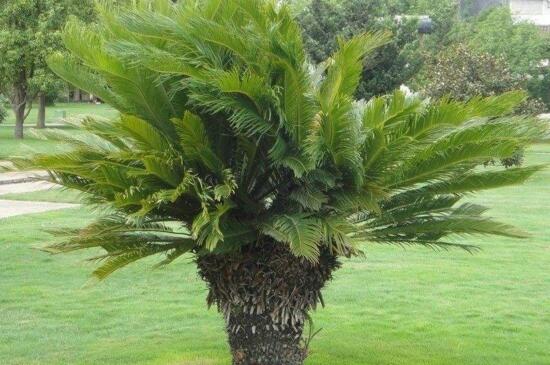 铁树叶子发黄如何办