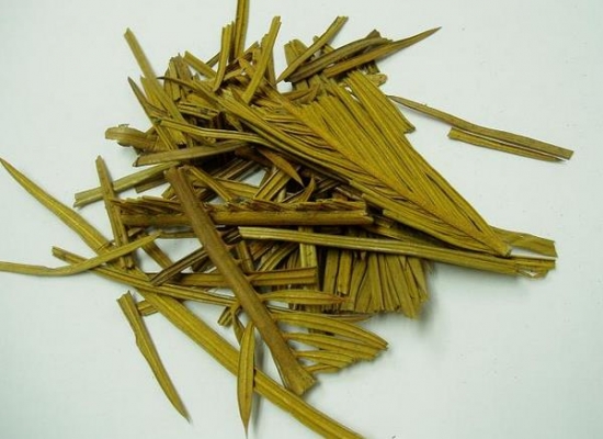 铁树叶的功效与作用：阴虚火盛者忌用