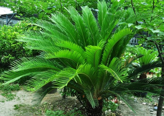 铁树叶的功效与作用：阴虚火盛者忌用