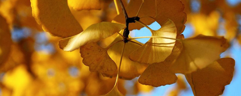 银杏叶最佳观赏时间