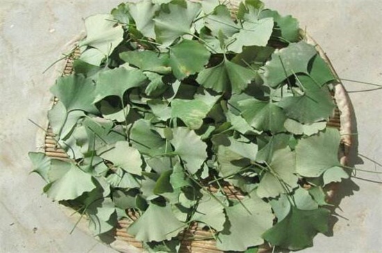 银杏叶如何处理才能泡茶