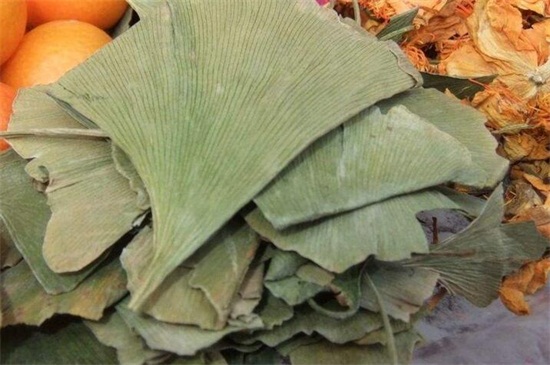 银杏叶如何处理才能泡茶