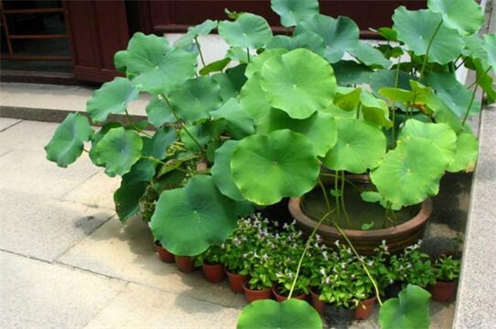 荷叶如何养,5个步骤养殖茂盛荷叶