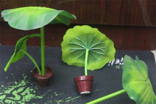 荷叶如何养,5个步骤养殖茂盛荷叶