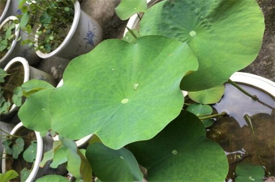 荷叶如何养,5个步骤养殖茂盛荷叶