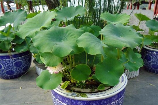 荷叶如何养,5个步骤养殖茂盛荷叶