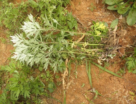 艾叶的功效与作用：阴虚血热者慎用