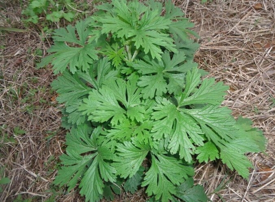 艾叶的功效与作用：阴虚血热者慎用