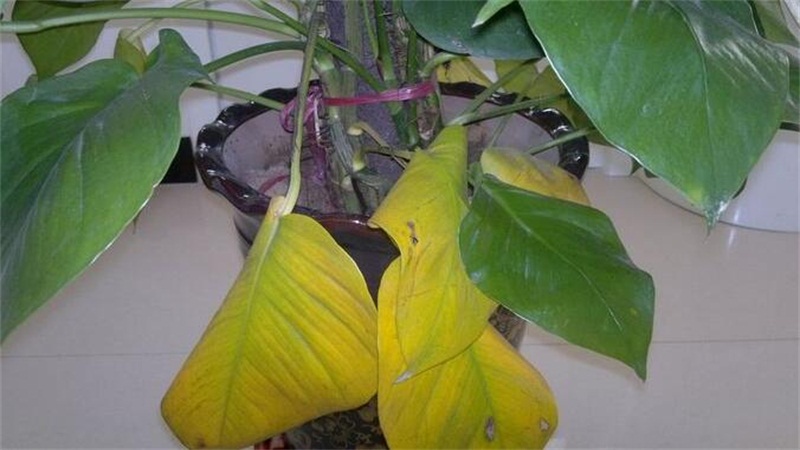 大绿萝叶子发黄如何办