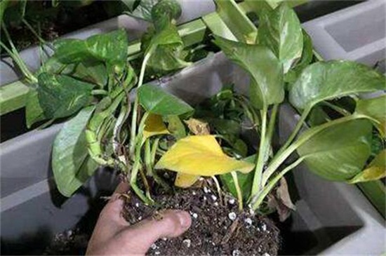 大绿萝叶子发黄如何办