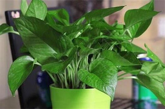 大绿萝叶子发黄如何办