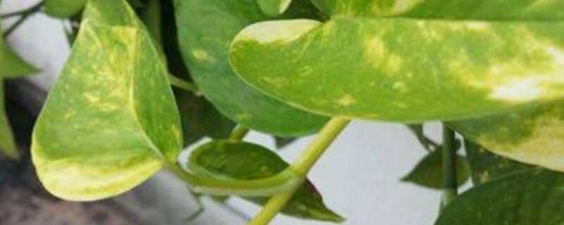 大叶绿萝叶子发黄如何办